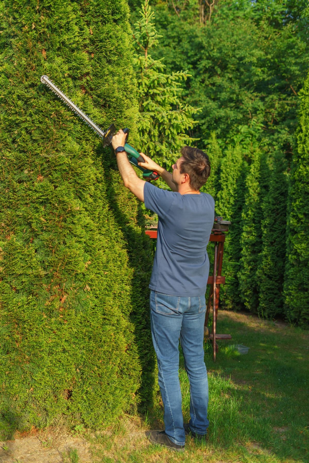 Hedge trimming