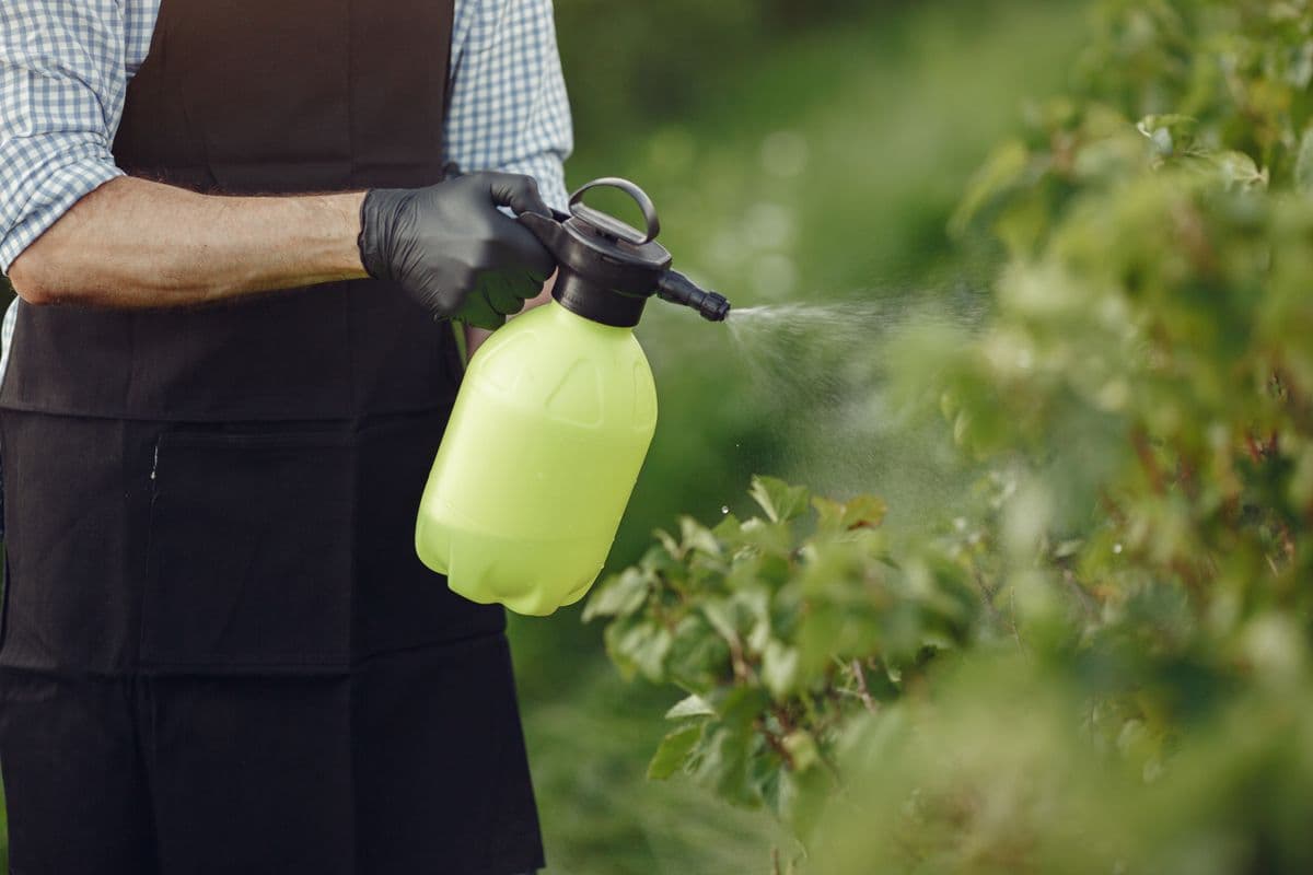 Weed spraying